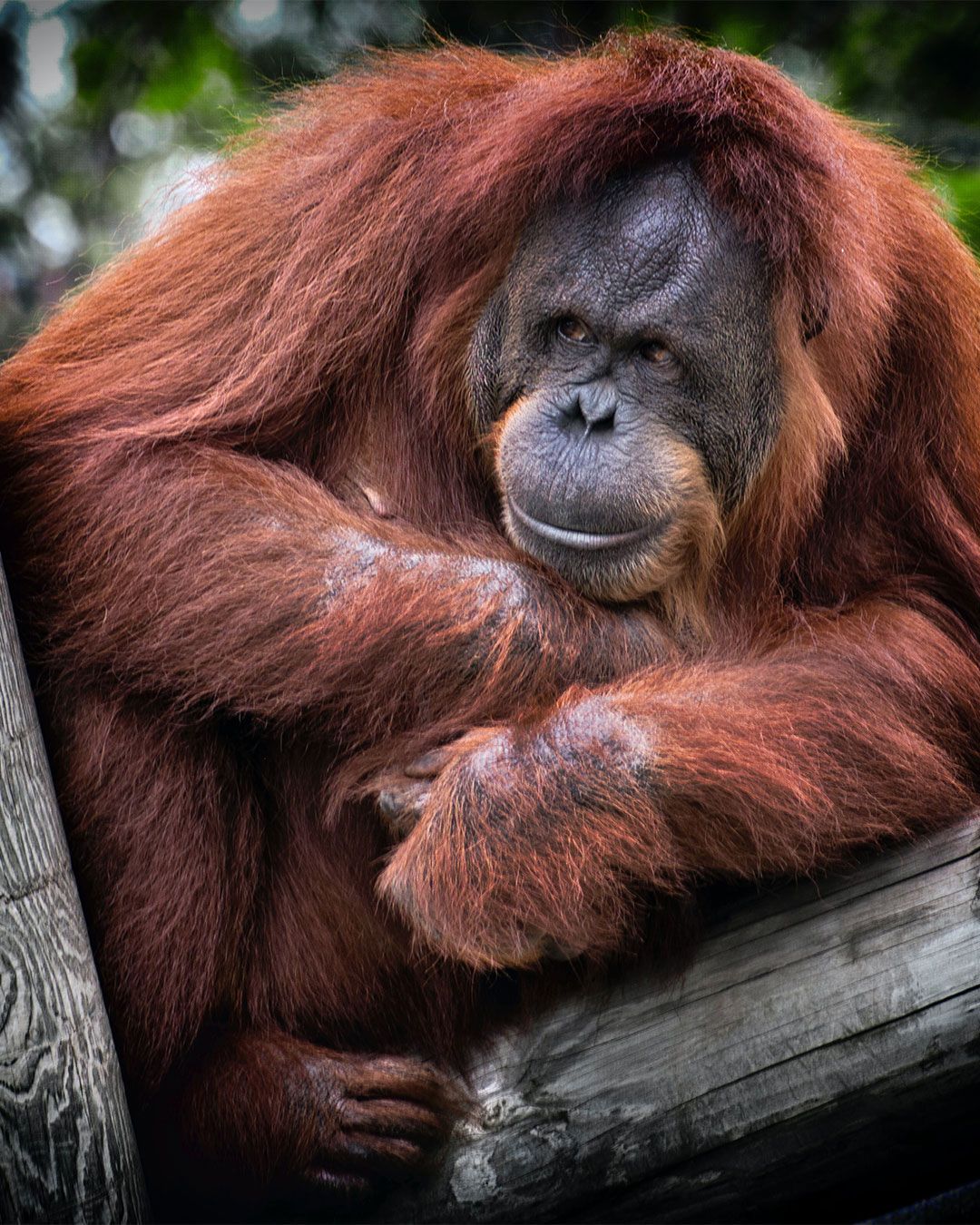 Sumatra Orangutanı