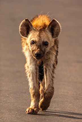 AFRİKA VAHŞİ KÖPEKLERİ