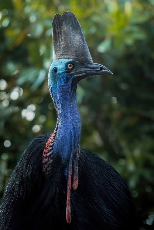 Cassowary Kuşu