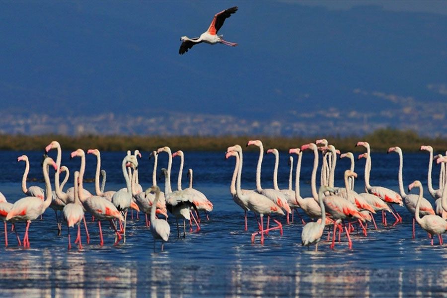 'Kuş Oteli' Hersek Lagünü flamingo ve diğer göçmen kuşlarla şenlendi