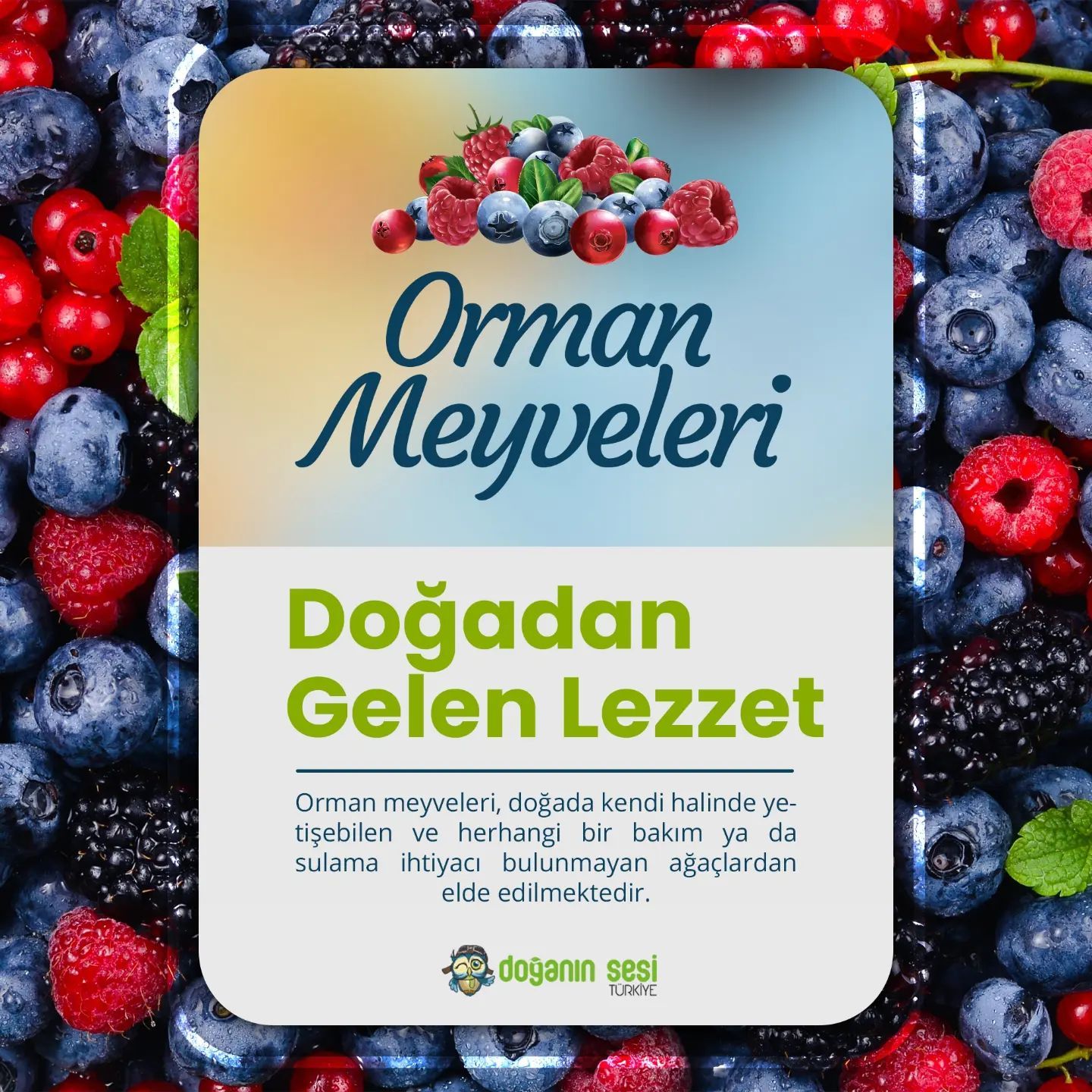 Doğadan Gelen Lezzet : Orman Meyveleri 