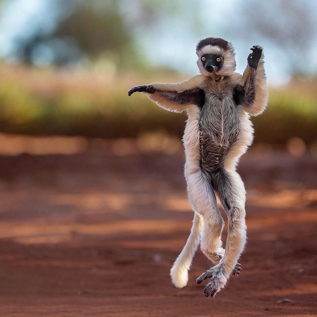 Sifaka Lemuru